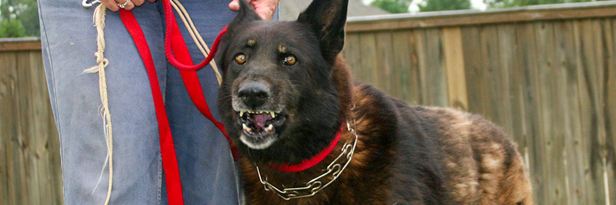 owner with guard dog