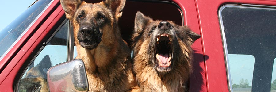 two protection gurad dogs in vehicle